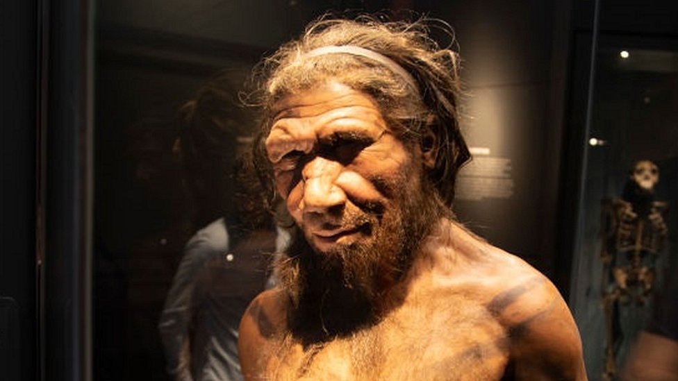 penis w neandertalsach