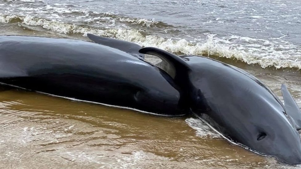 Мен көрпенің астынан қызға қарай жүгірдім