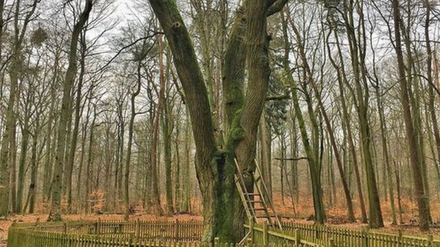 El árbol al que románticos incurables de todo el mundo le escriben para encontrar  pareja (y al que atribuyen más de 100 matrimonios) - BBC News Mundo