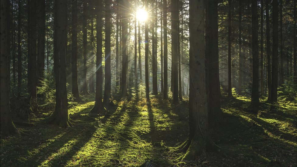 El tronco más grande del bosque Telegraph