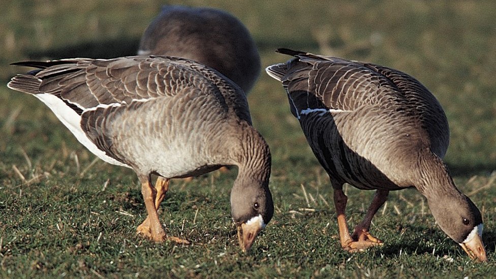 White-fronted geese ban in Wales 'unnecessary meddling'