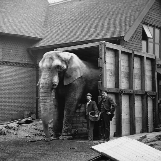 Jumbo junto a su cuidador Matthew Scott y otro hombre en el Zoológico de Londres Foto: Wiki Commons