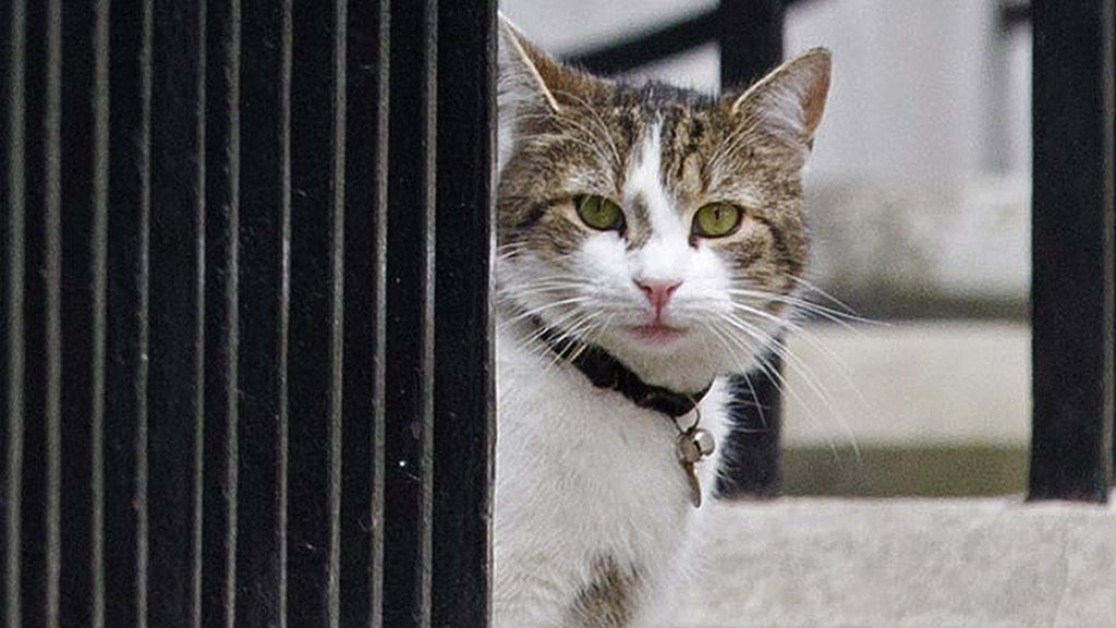 Chief Mouser Larry The Cat Will Stay At 10 Downing Street Cbbc Newsround