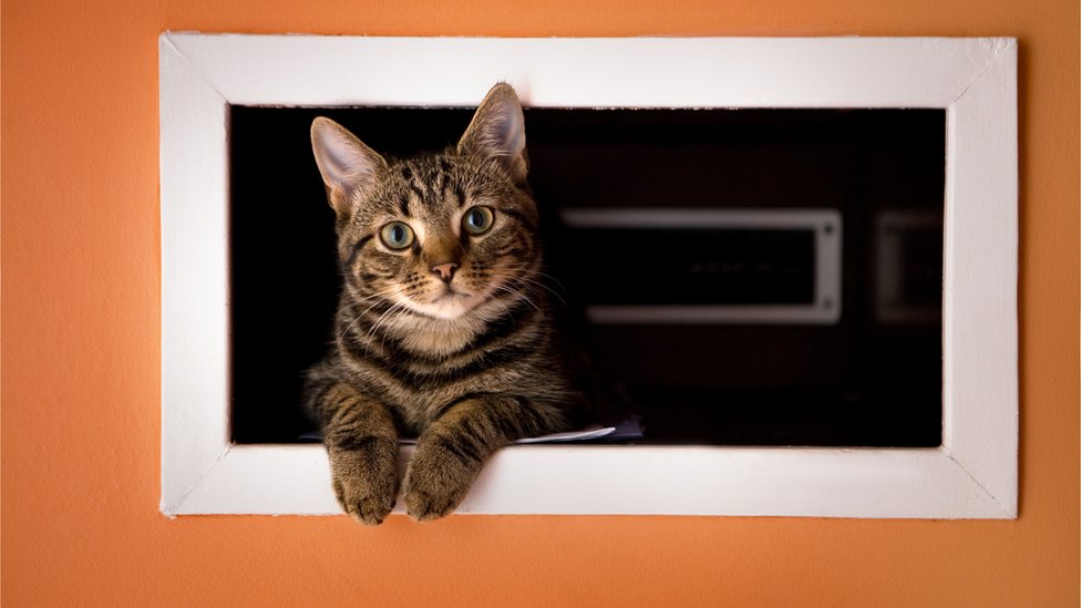Что делает кошка, когда остается дома одна? 7 дней скрытой видеосъемки!