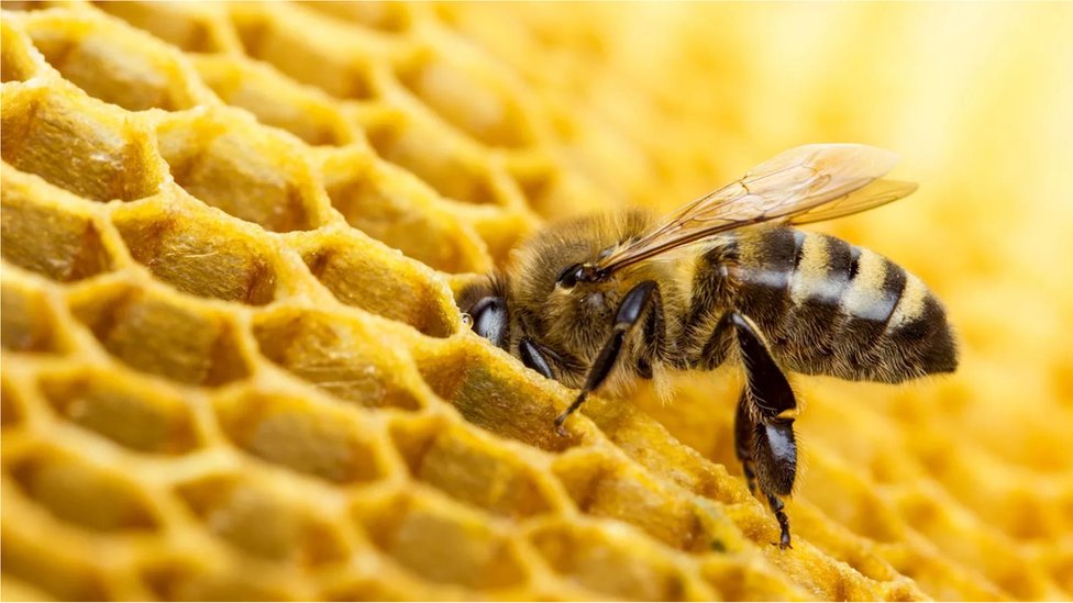 Comment les abeilles choisissent-elles le pollen ? - Sciences et