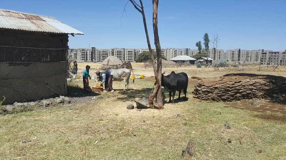 Mushukni erkalaydi va namlaydi katta semiz dumba