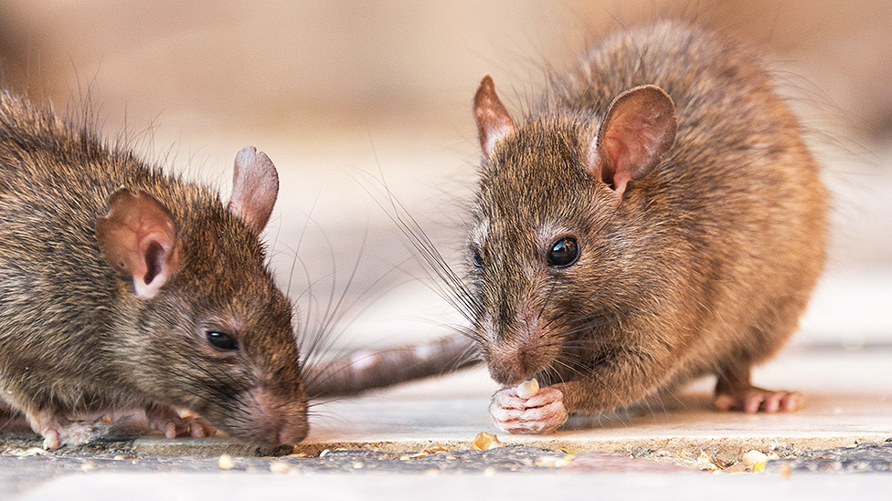 Comendo com ratos': por que Nova York está sofrendo com invasão de roedores  - BBC News Brasil