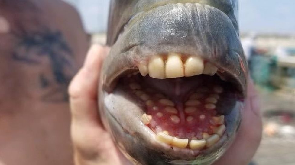 Fish with 'human' teeth dem catch for North Carolina US make pipo shock -  BBC News Pidgin