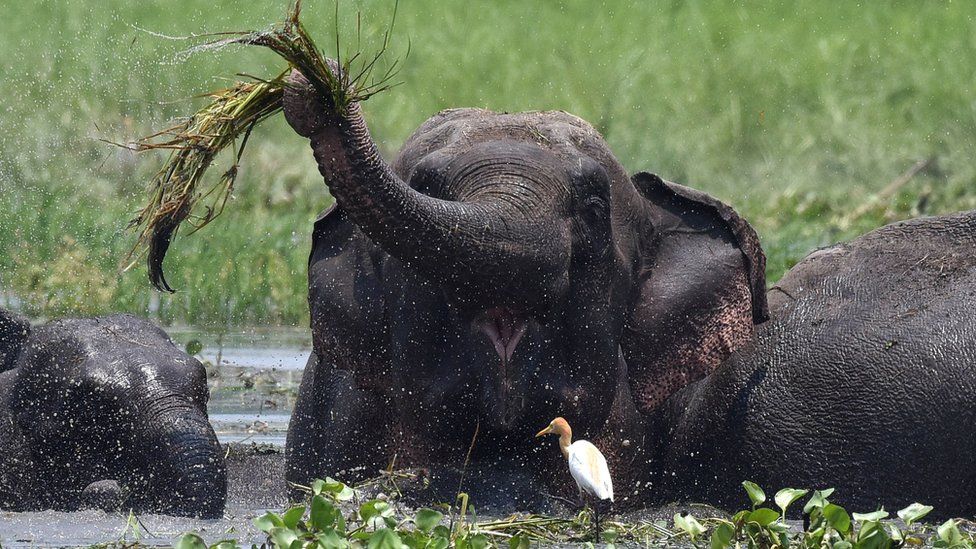 Gajah