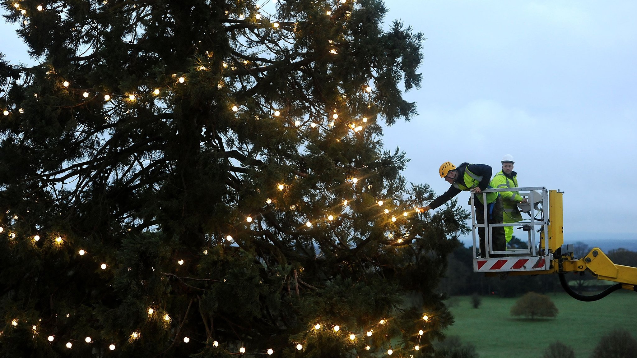 UK's tallest living Christmas tree gets decorated - CBBC Newsround