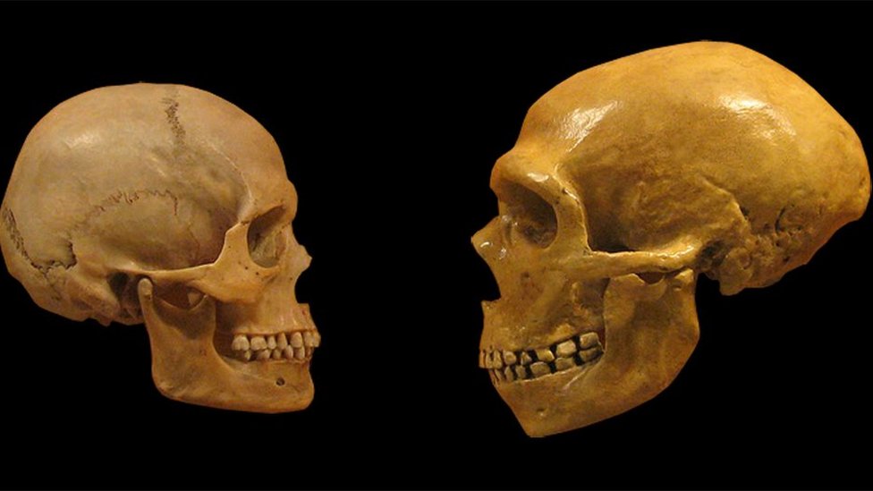 Homosapiens calavera cráneo modelo decorativas personaje muertos cráneo color óxido 