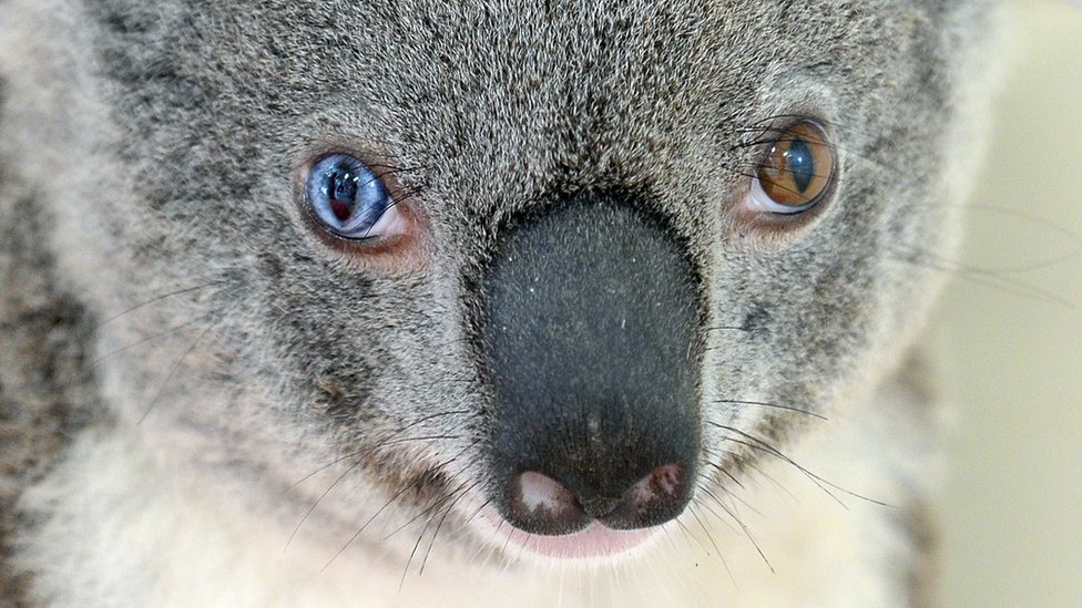 Rare rescue koala has different coloured eyes CBBC Newsround