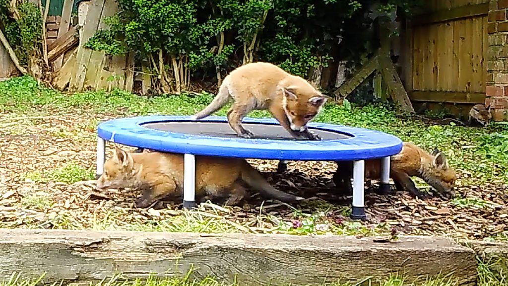 'Eight fox cubs are having a party in my garden'
