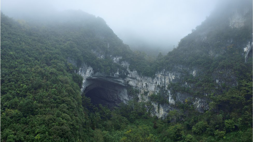 Hidden Ancient Forest Discovered At Bottom Of Huge Sinkhole In China ...