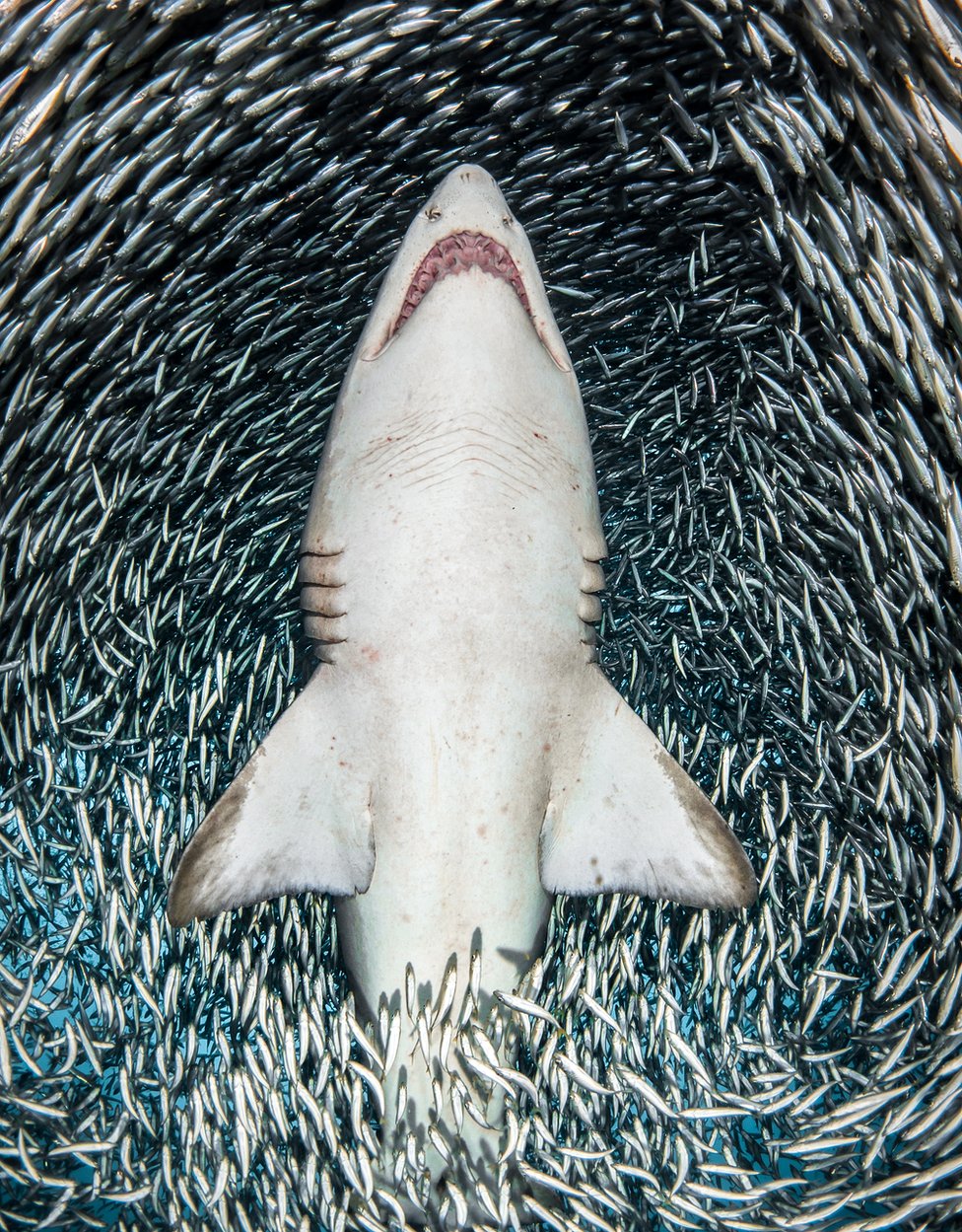 Tiburón tigre rodeado de peces