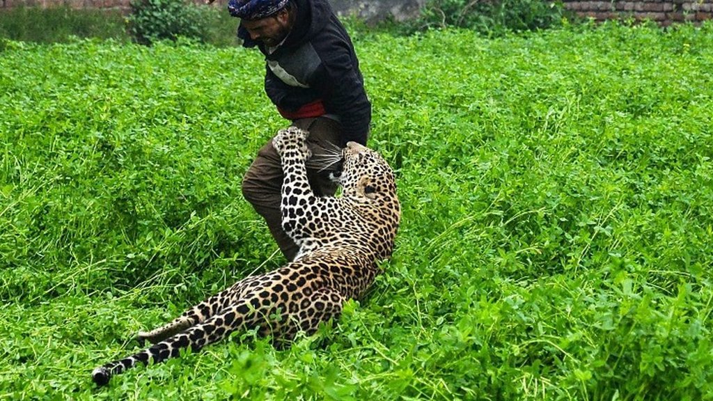 ヒョウと人間が互いにパニック インド北部の村で cニュース