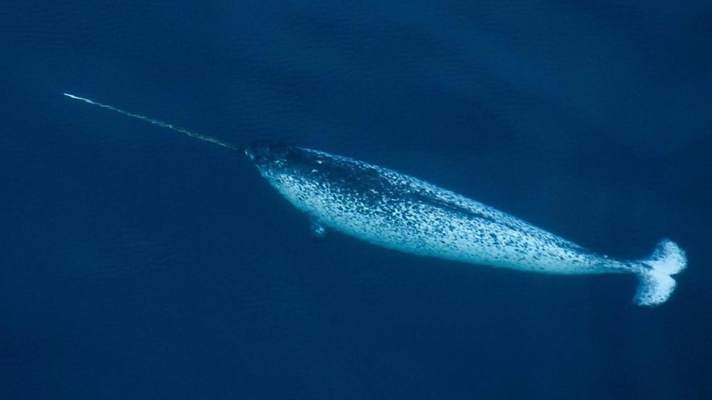 Why the "unicorn whale" has a tusk - CBBC Newsround