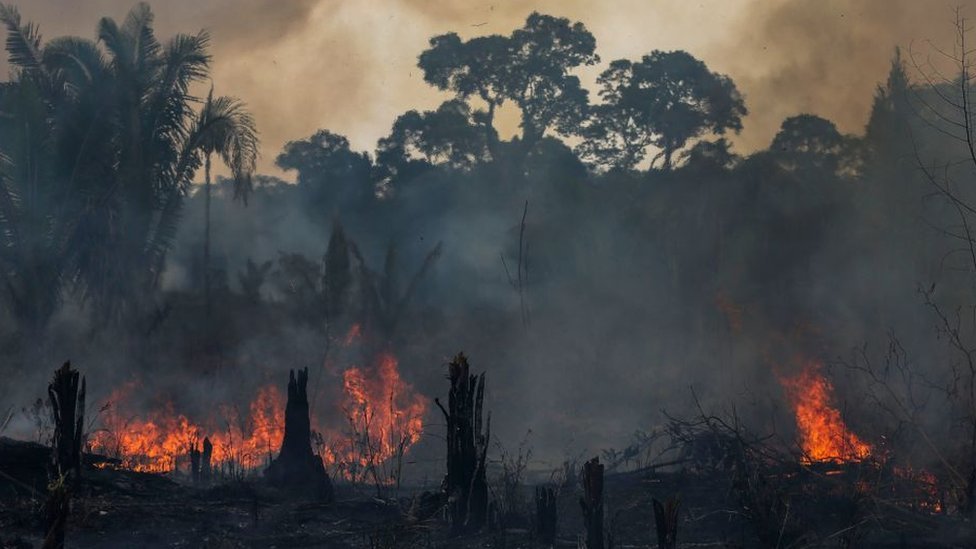 EU agrees ban on goods linked to deforestation