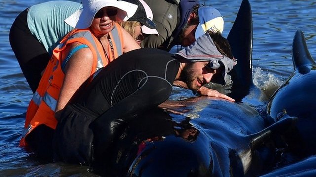 New Zealand whales: Hundreds refloat on high tide at Farewell Spit