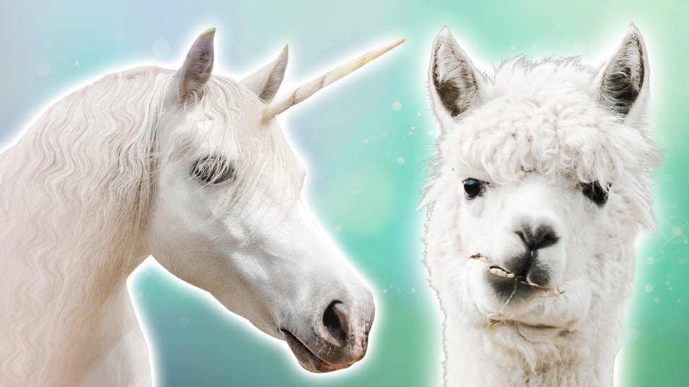 Are llamas the new unicorns? CBBC Newsround