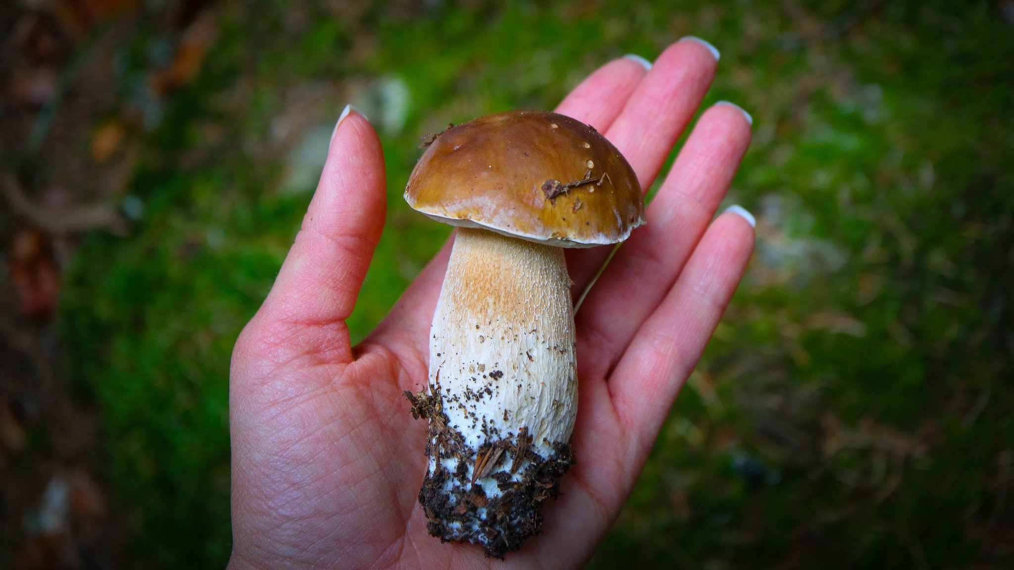 Съедобные грибы Самарской области (71 фото)