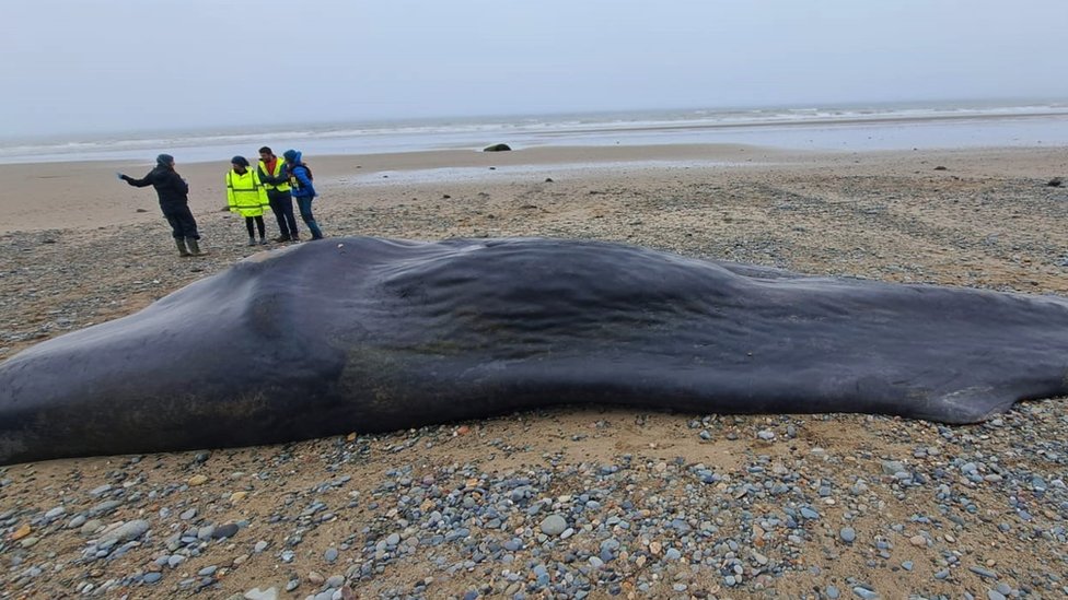 Adult female sperm whale found washed up on shore