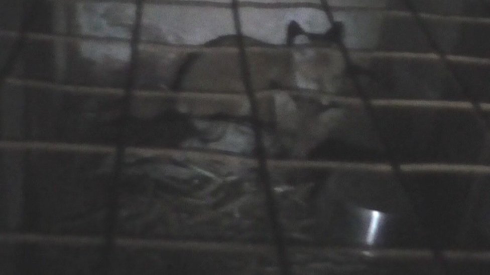 Fox cubs filmed 'being put into hounds' kennels'
