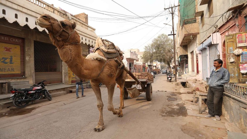 Un camello en una calle de India. (Foto: Peter Leng / Neha Sharma)