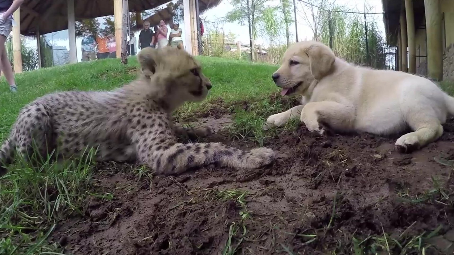 Baby cheetah and Labrador puppy pals play together CBBC Newsround