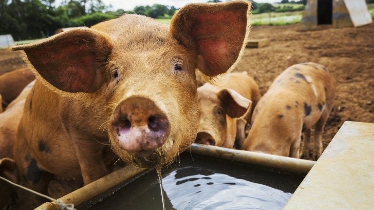 Pig welfare at risk as CO₂ shortage bites food industry