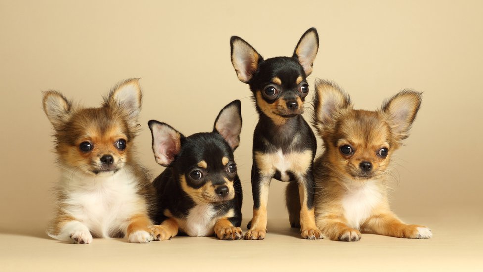 Raça de cão pastor inglês é a menor do mundo