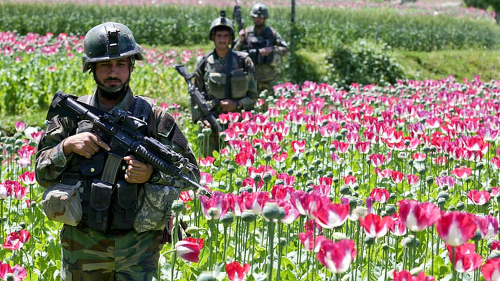 Por qué Estados Unidos perdió la guerra contra el opio en Afganistán tras  gastar US$1.500 millones - BBC News Mundo