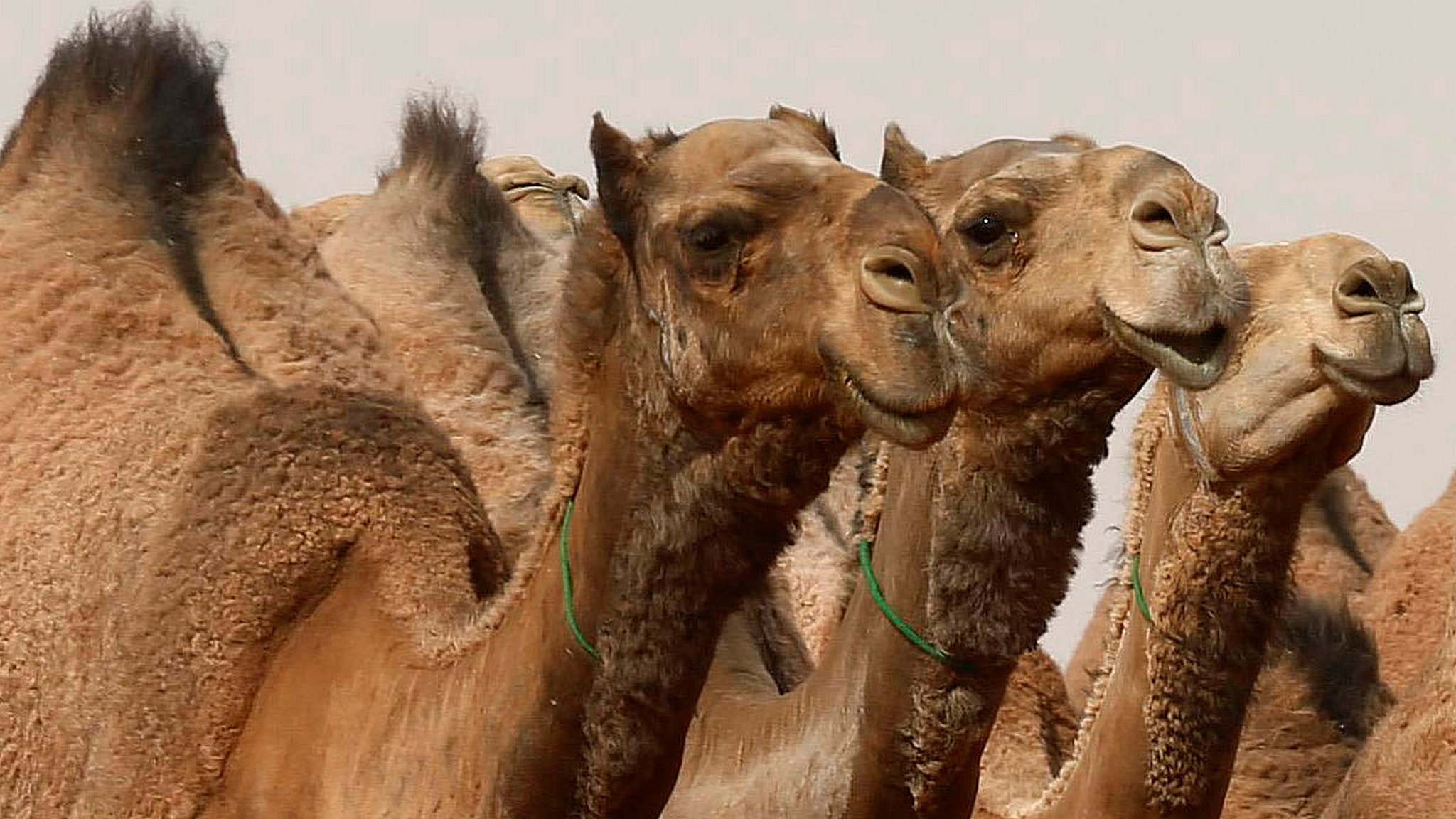 Секс-видео из Египта День 3 - Горы, верблюды и секс