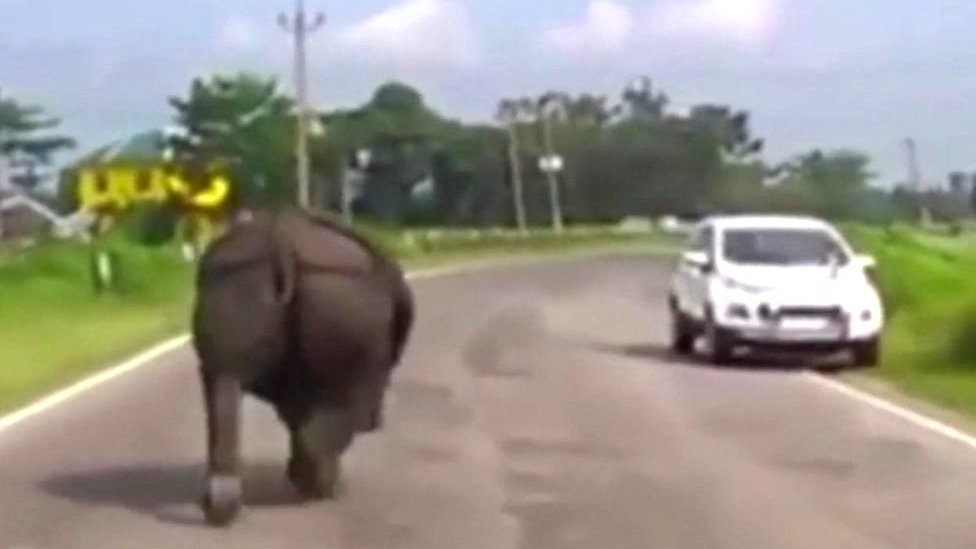 Rhino chases down cars on Assam road in India