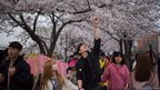 Koreans walking down a walkway, looking up rows of trees covered in pale pink cherry blossom.