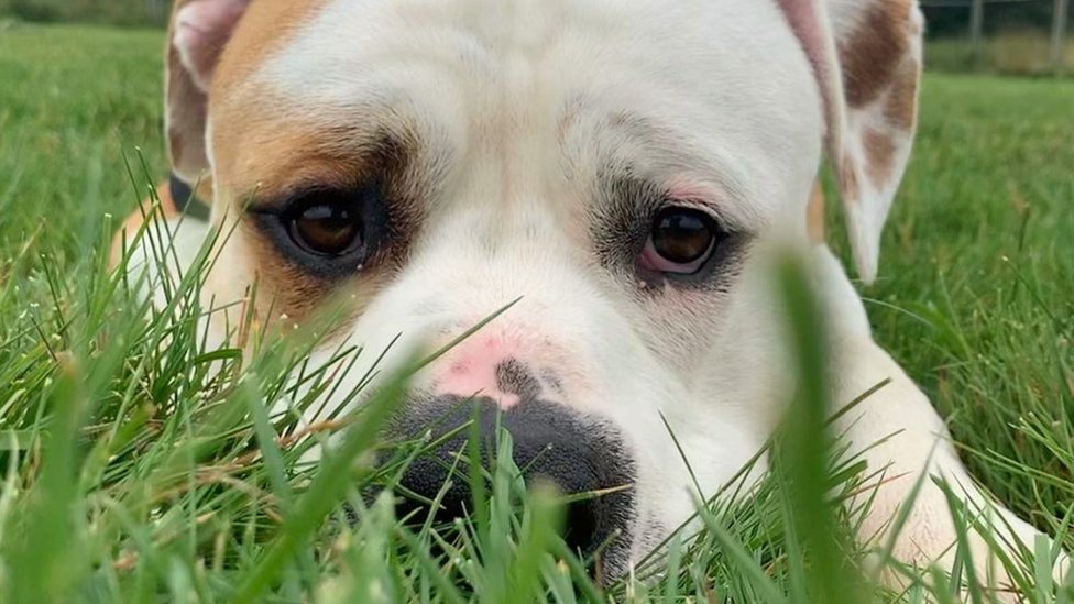 German-speaking' dog abandoned in Yorkshire learns English - BBC News