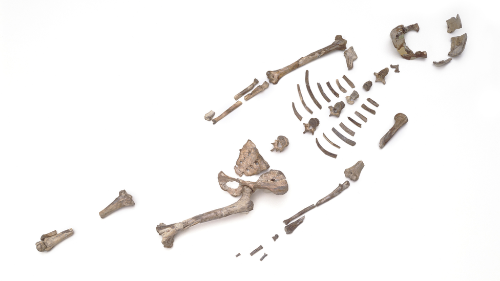 猿人ルーシーは「木から落ちて死んだ」 320万年後についに死因
