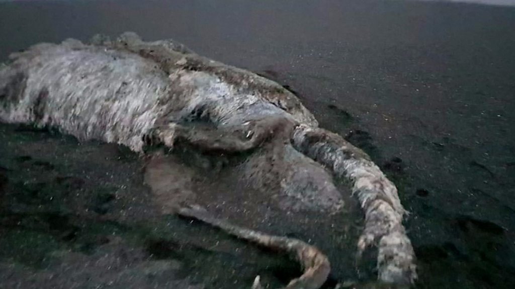 A modern day sea monster?