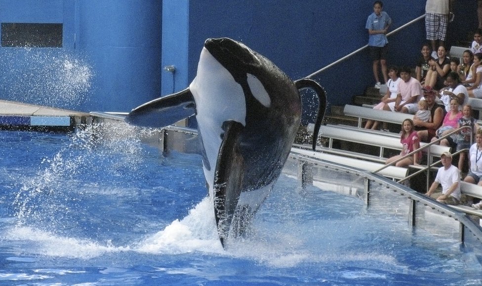 Tilikum en pleno espectáculo en SeaWorld, Orlando, Estados Unidos.