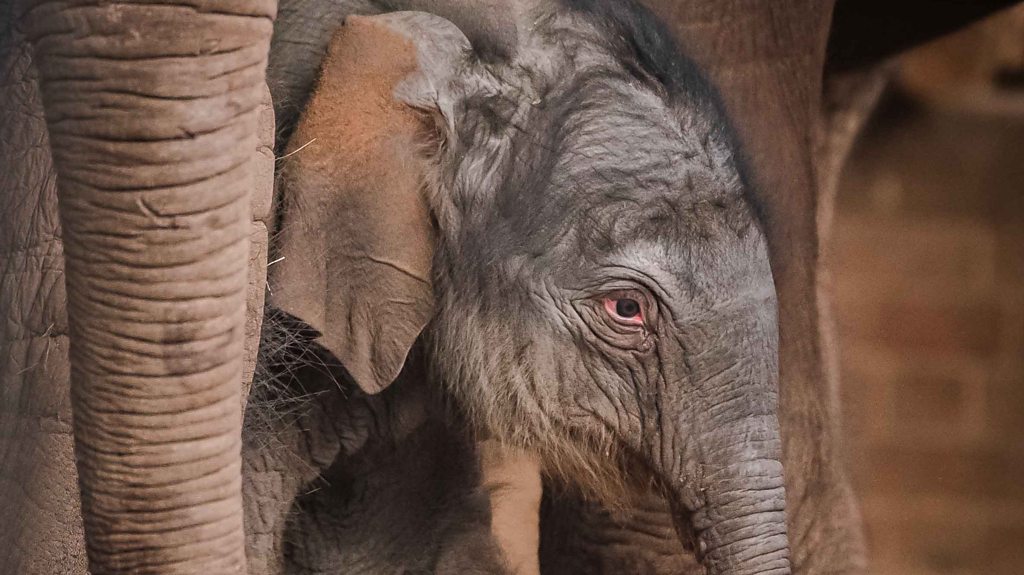 Zoo celebrates birth of rare baby elephant CBBC Newsround