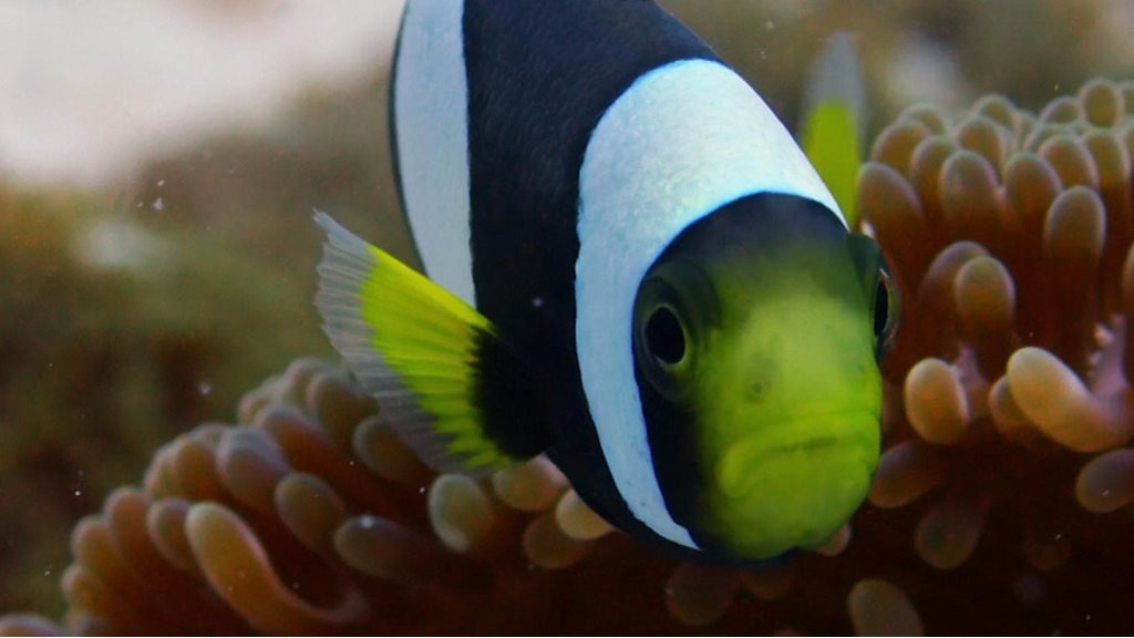 Did you know that fish can talk? CBBC Newsround
