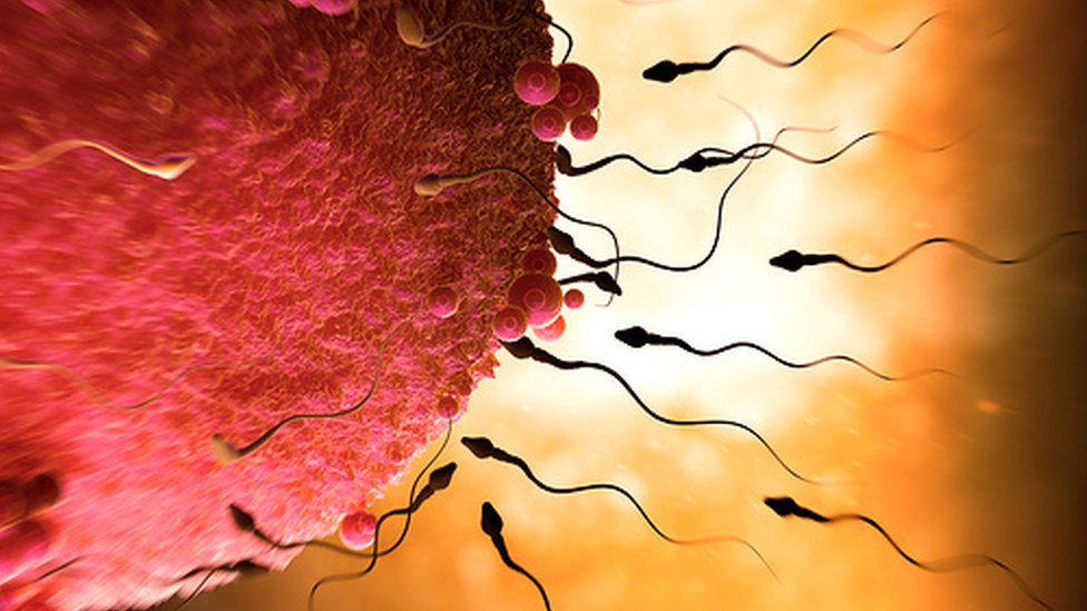 Сперматозоиды из клеток кожи: уникальный метод решения проблемы бесплодия