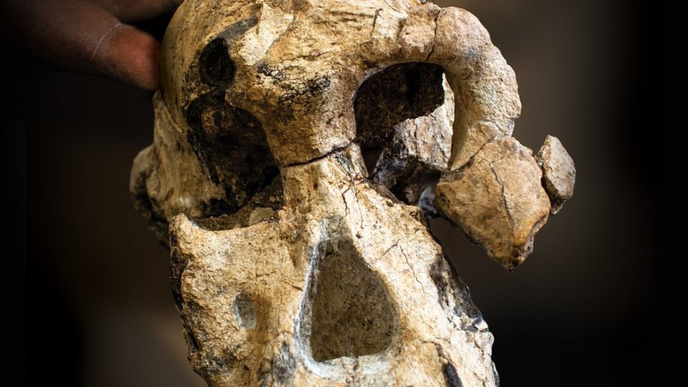 Evolución humana: el intrigante hallazgo de un cráneo que cuestiona las  ideas sobre nuestros ancestros - BBC News Mundo