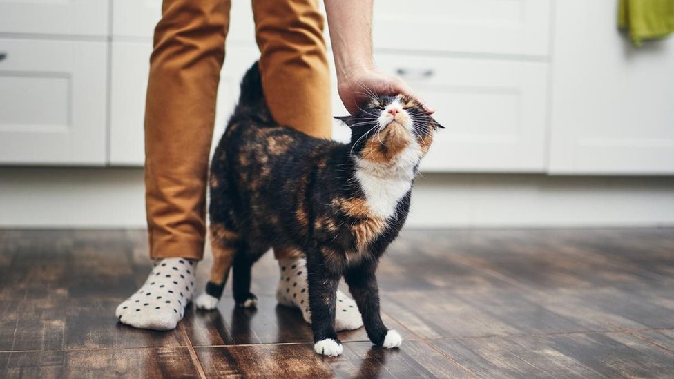 Cães e gato engraçados Acting Like Humanos - Animais de estimação