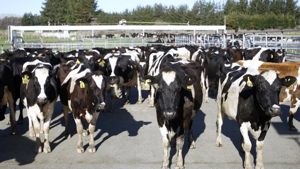 С фермы в Новой Зеландии украли 500 коров