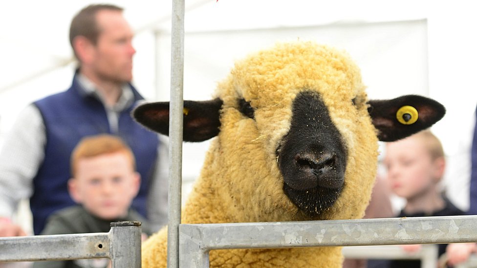 'Something for everyone' as Balmoral Show returns