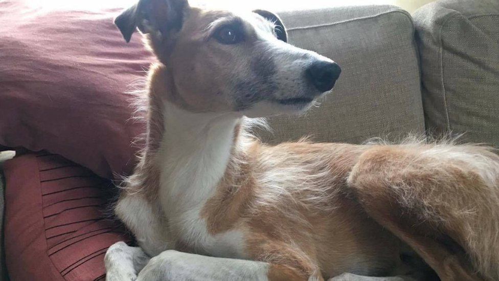 Memorial for dog killed in Stockholm attack, and Arabella Kushner serenades Chinese leader