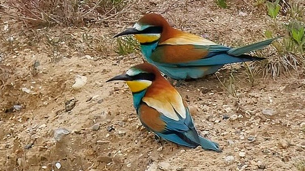 Bee-eater flock leaves UK after breeding chicks