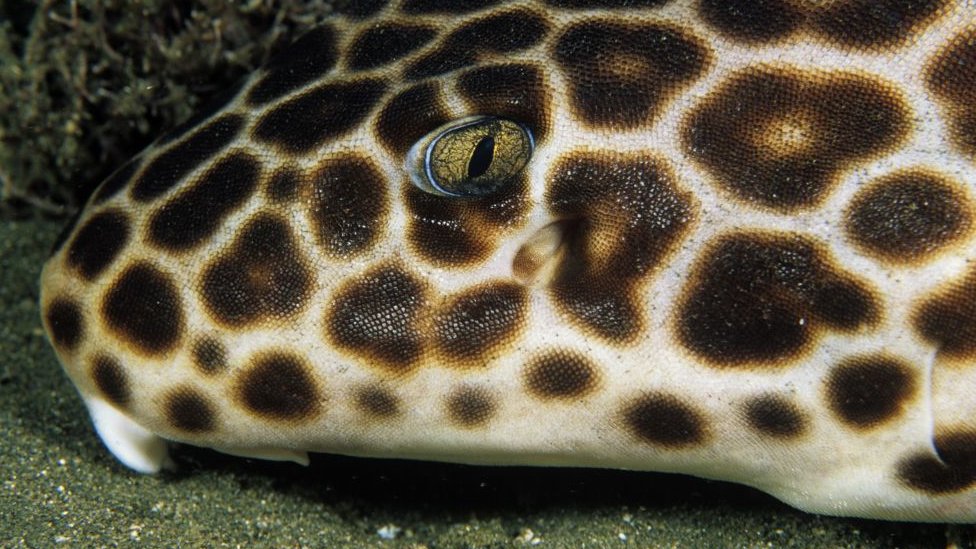 Carpet shark walking further due to climate change CBBC Newsround