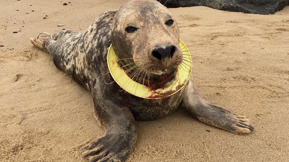 Rato gigante que caiu do céu é uma nova espécie